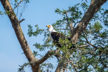 The fish eagle is perched gracefully on a tree branch, Lake Mburo, Uganda