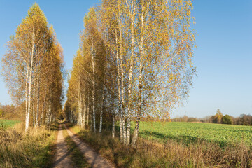 Fototapeta premium A peaceful dirt path lined with vibrant birch trees during autumn in a countryside setting on a sunny day