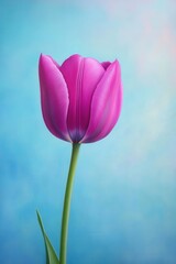 Fototapeta premium Vibrant pink tulip against a serene blue background