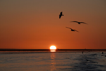 Seagulls floating above sea in the orange-red light of the setting sun