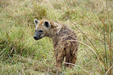 hyena in the serengeti park