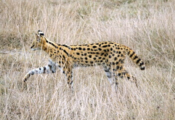 African Serval in the Serengeti