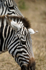 Naklejka premium zebra in the serengeti park