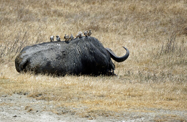 buffalo at the serengeti in tanzania