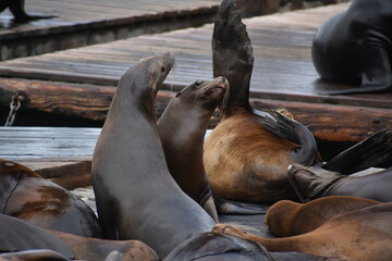 Sea lions playing in San Francisco 