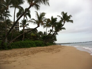 A young woman walking on a skateboard along a coastal pathway, surrounded by palm trees and with the ocean visible in the background.