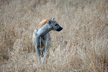 hyena in the serengeti park