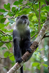 vervet monkey on zanzibar island