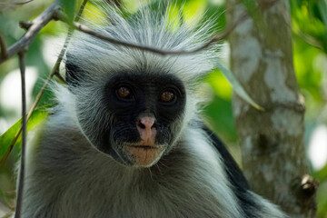 zanzibar colobus monkey (Piliocolobus kirkii)