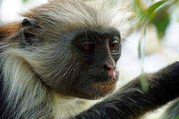 Obraz premium zanzibar colobus monkey (Piliocolobus kirkii)