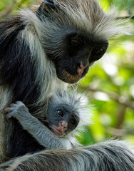 zanzibar colobus monkey (Piliocolobus kirkii)