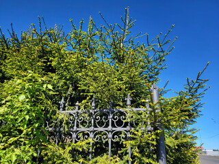 Young green branches of a spruce stick out from behind a wrought-iron fence.