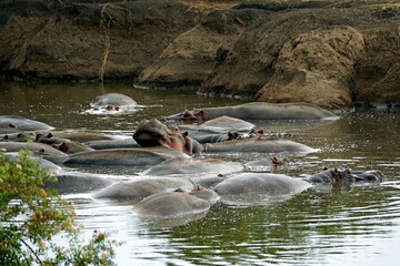 large group of hippos at a pond
