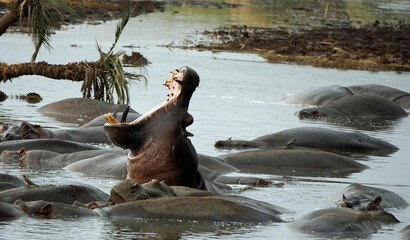 large group of hippos at a pond