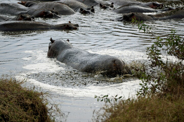 large group of hippos at a pond