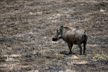 warthog in the serengeti savanna