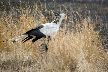 Fototapeta premium secretary bird in the serengeti