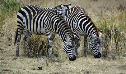 zebra in the serengeti park