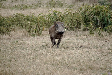 warthog in the serengeti savanna