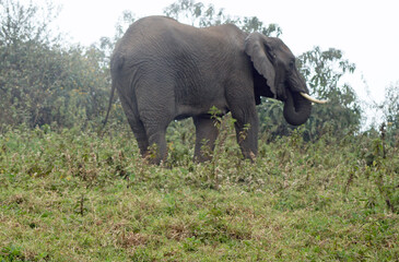 wild living elephant in the serengeti