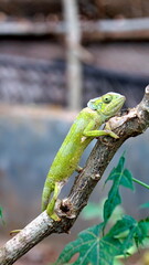 colorful chameleon on zanzibar island