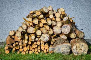 Cut willow branches for firewood in the garden.