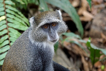vervet monkey on zanzibar island