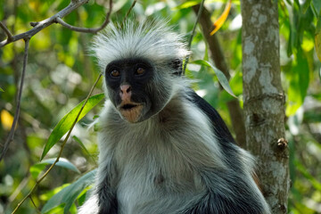 zanzibar colobus monkey (Piliocolobus kirkii)