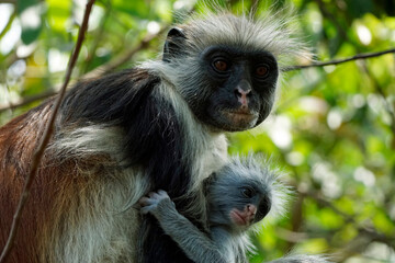 zanzibar colobus monkey (Piliocolobus kirkii)