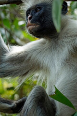 zanzibar colobus monkey (Piliocolobus kirkii)