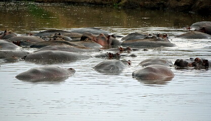 large group of hippos at a pond