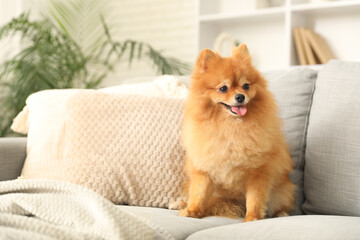 Cute Pomeranian dog sitting on sofa at home