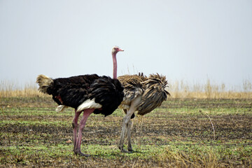 ostrich in the serengeti park