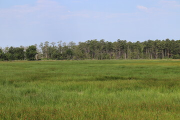 grass and sky