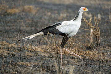 secretary bird in the serengeti