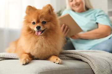 Senior woman with cute Pomeranian dog sitting on sofa at home, closeup