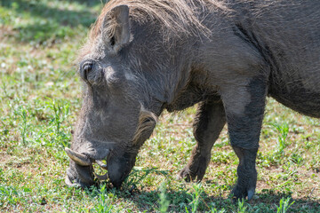 African Warthog in wildlife, Lake Mburo National Park, Uganda