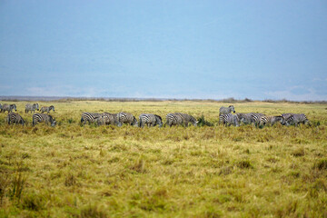 herd of zebras and wildebeast in the serengeti