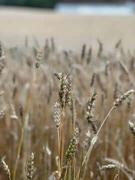 field of wheat