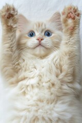 Obraz premium Adorable fluffy white kitten with big blue eyes