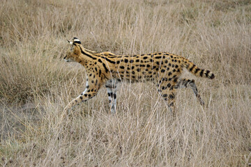 African Serval in the Serengeti