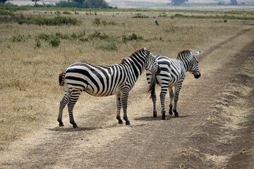 Obraz premium zebra in the serengeti park