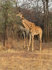 African Giraffe
