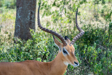 Tommy antelope stands peacefully, Lake Mburo National Park, Uganda