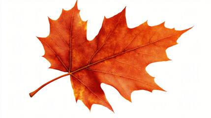 Fototapeta premium A close-up of a single maple leaf, perfect for Thanksgiving decorations.