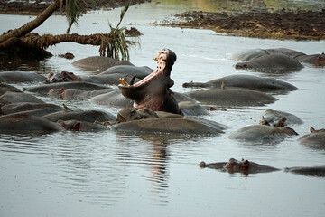 large group of hippos at a pond