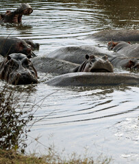 large group of hippos at a pond