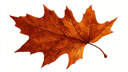 Obraz premium A close-up of a single maple leaf, perfect for Thanksgiving decorations.