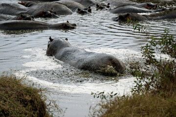 large group of hippos at a pond