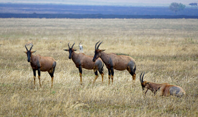 Fototapeta premium Topi antelopes in the Serengeti landscape